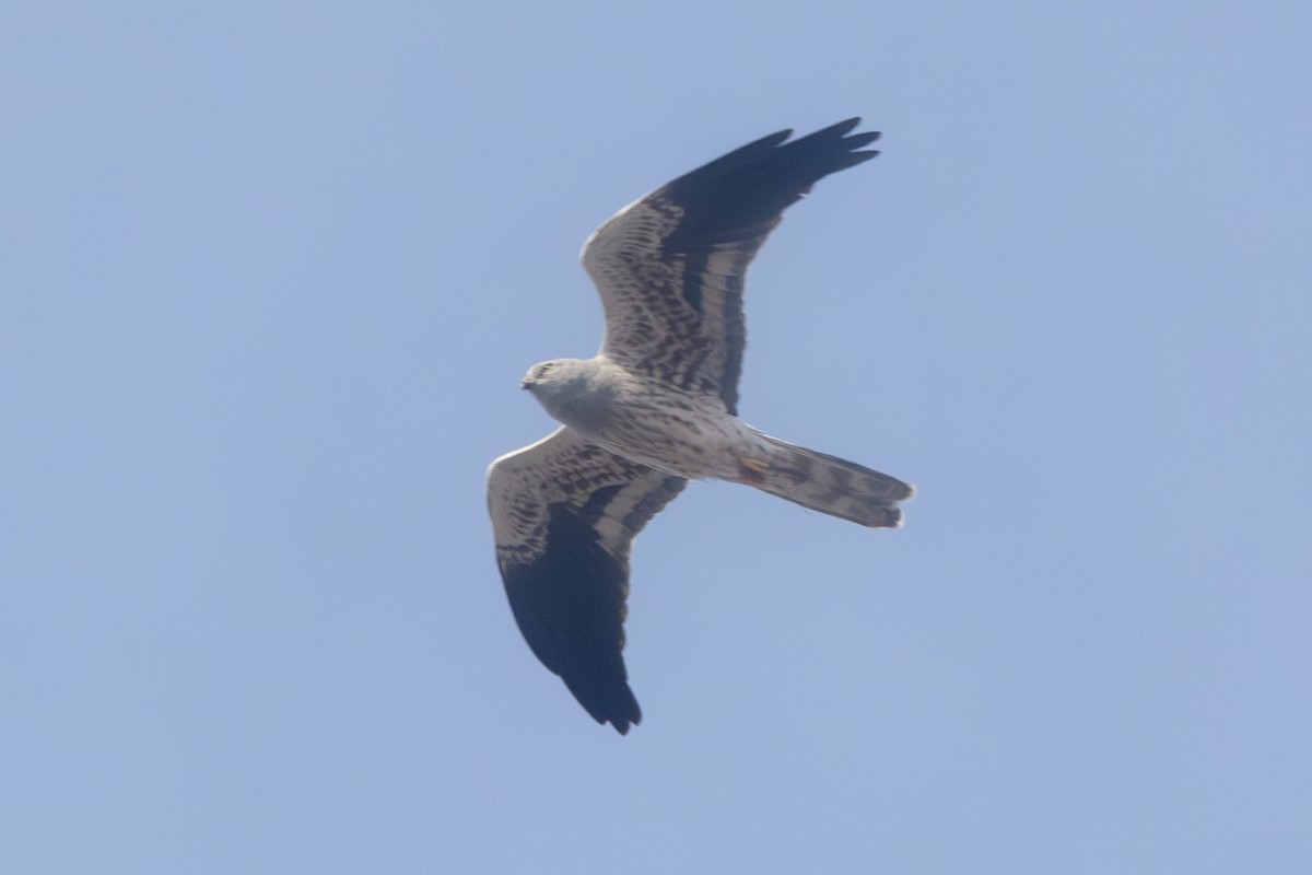 Montagu's Harrier - ML613971342