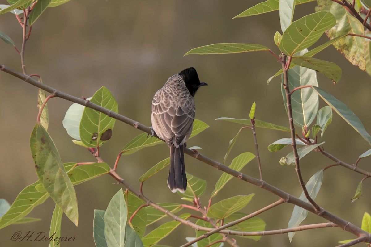 Red-vented Bulbul - Hugues Debeyser