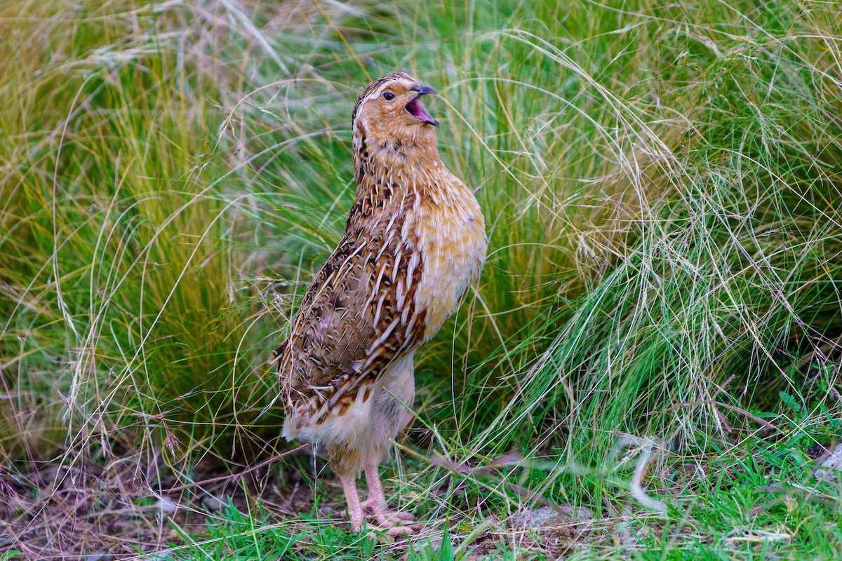 Synoicus/Coturnix sp. - ML613971387