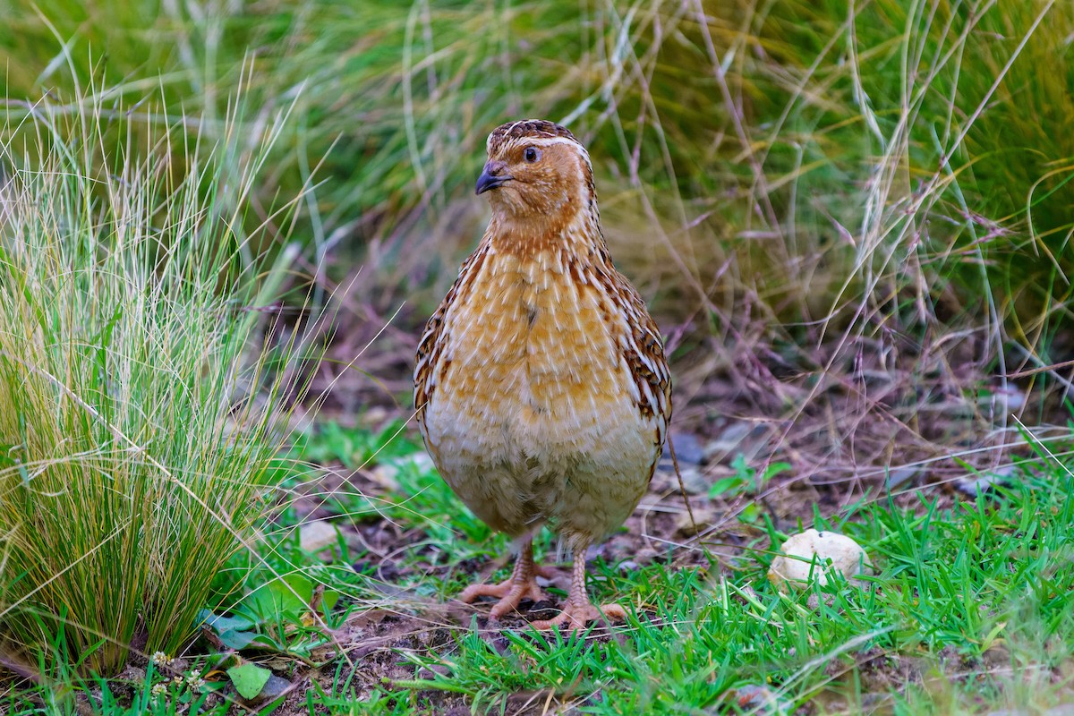 Synoicus/Coturnix sp. - ML613971450