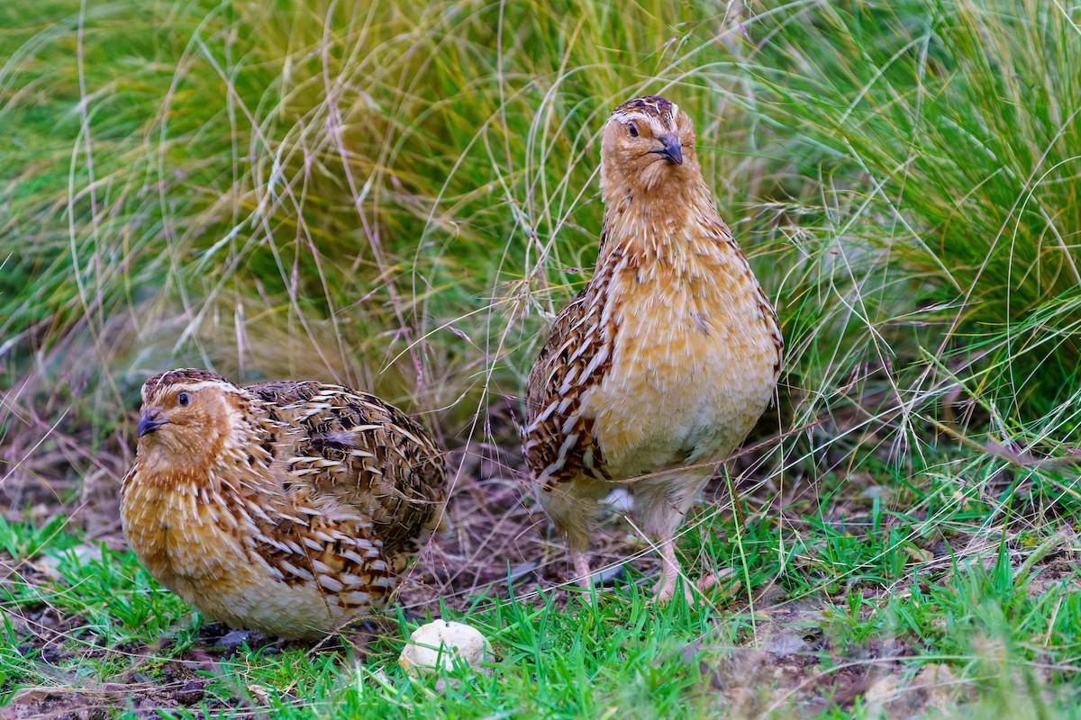 Synoicus/Coturnix sp. - ML613971457