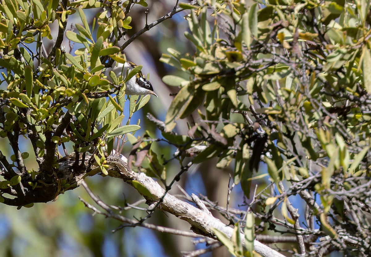 White-throated Honeyeater - ML613971486