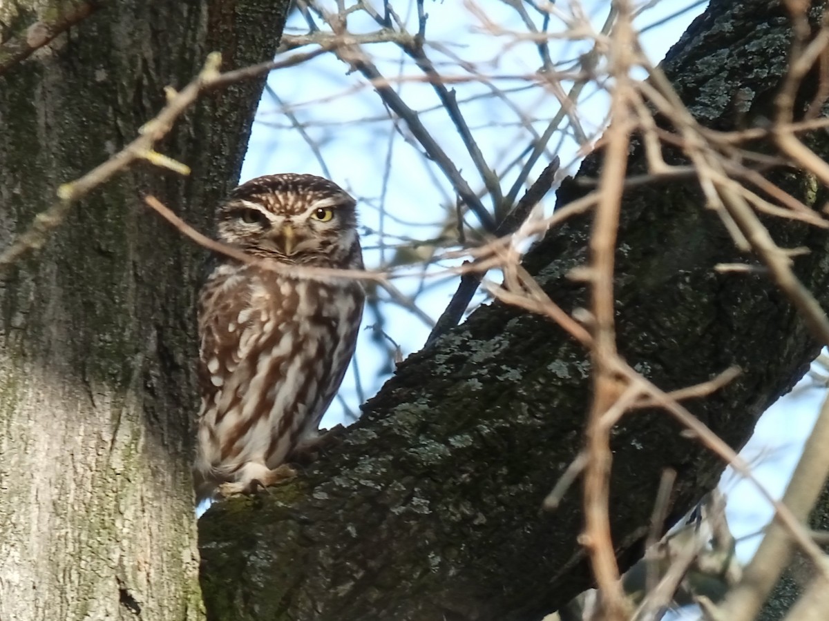 Little Owl - ML613971506