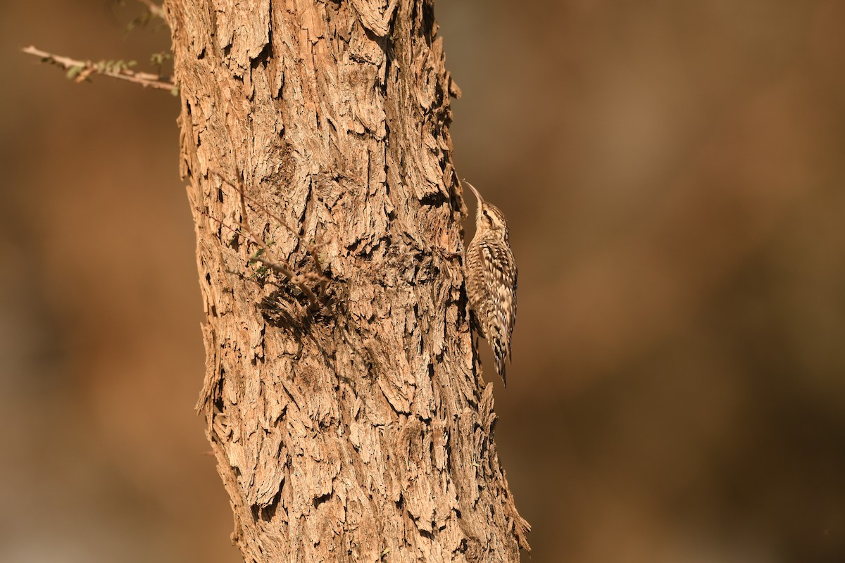 Indian Spotted Creeper - Trijal krishna