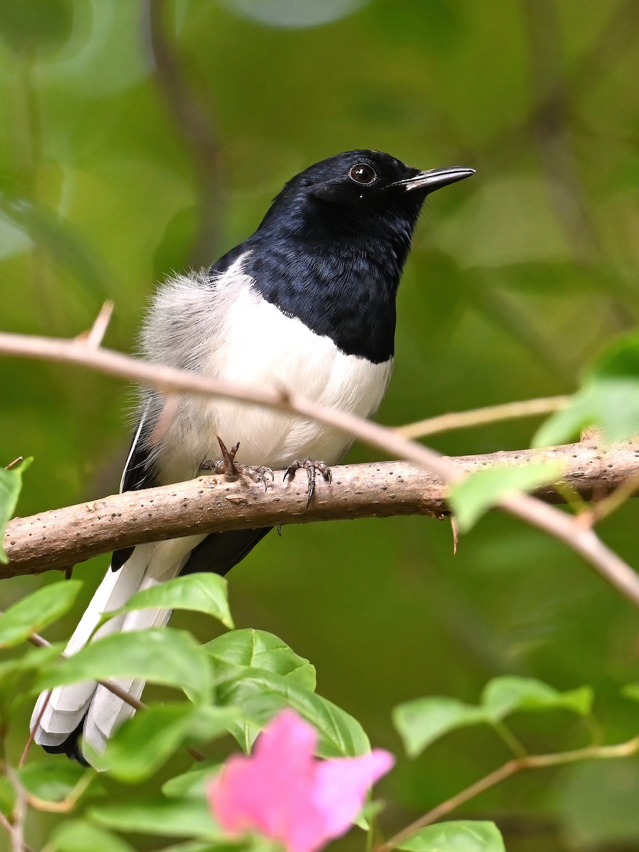 Oriental Magpie-Robin (Oriental) - ML613971661