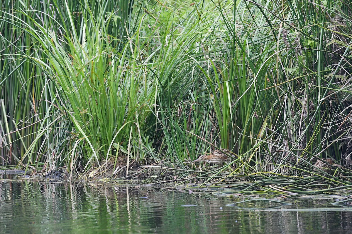 Black-backed Bittern - ML613971779