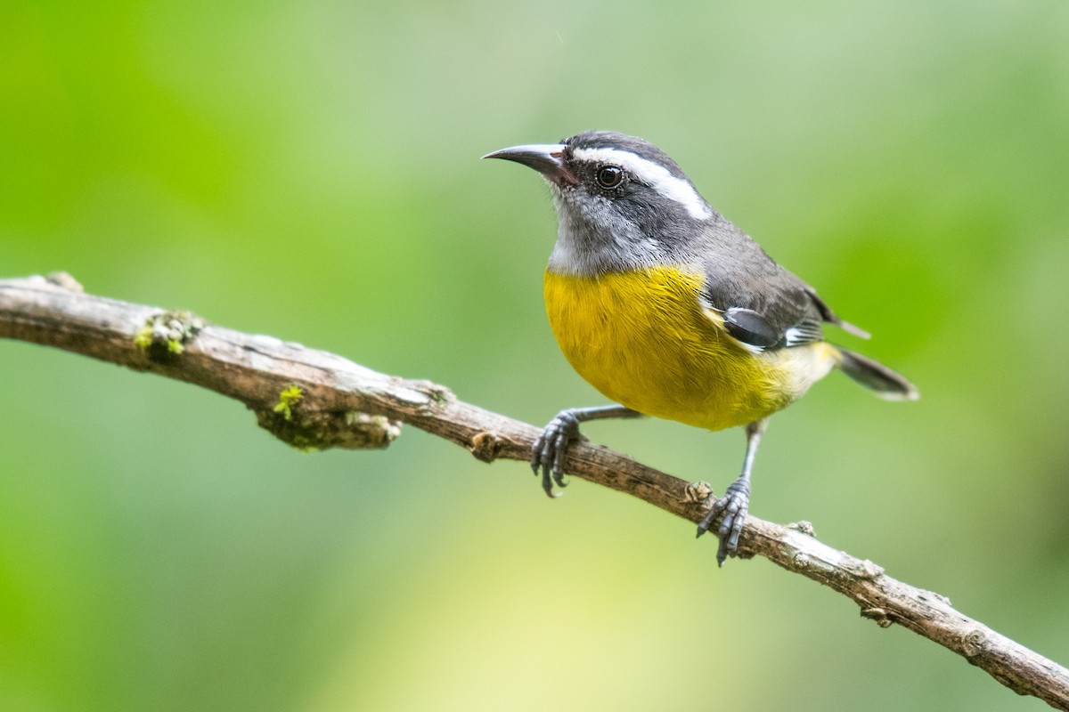 Bananaquit - Ian Hearn