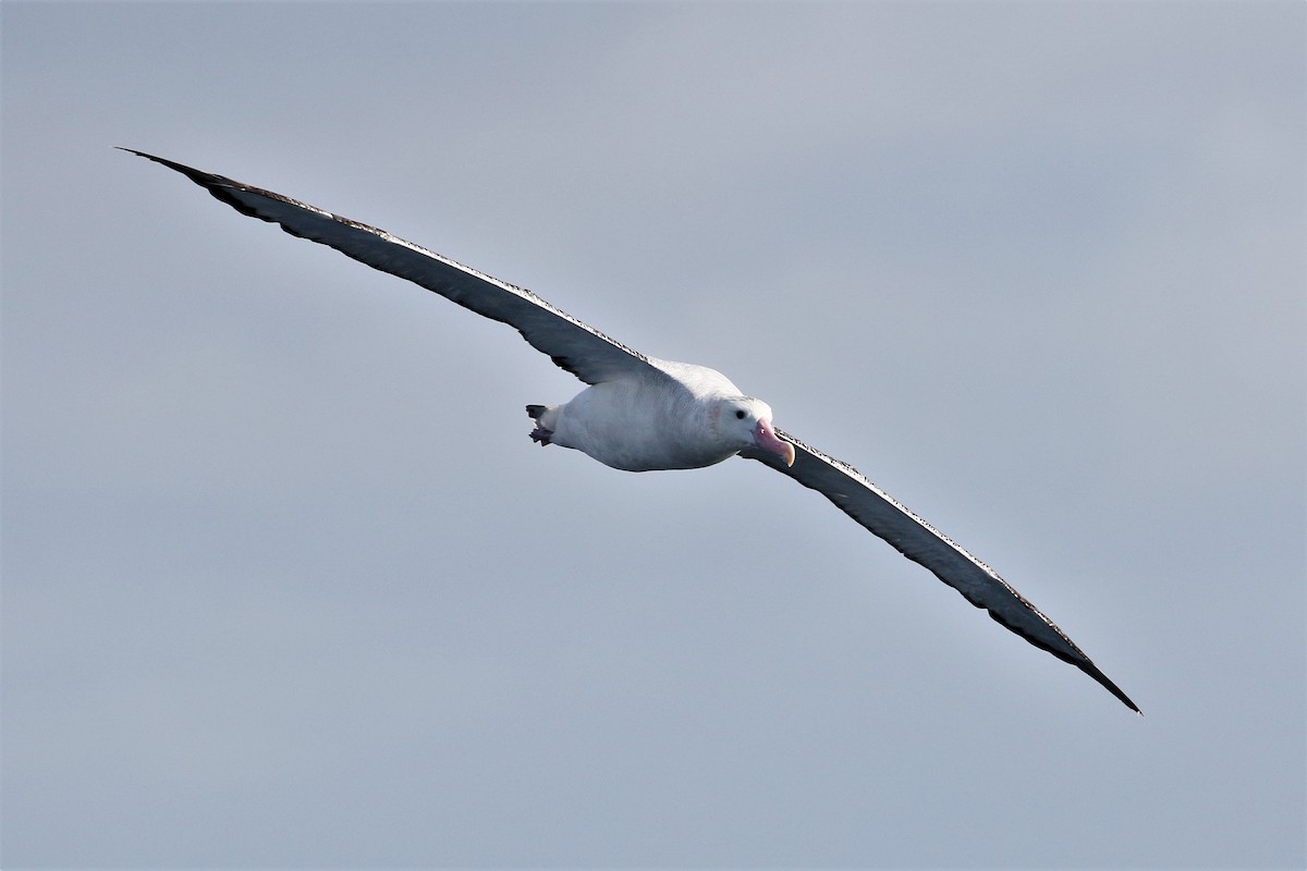 albatros stěhovavý - ML613971921