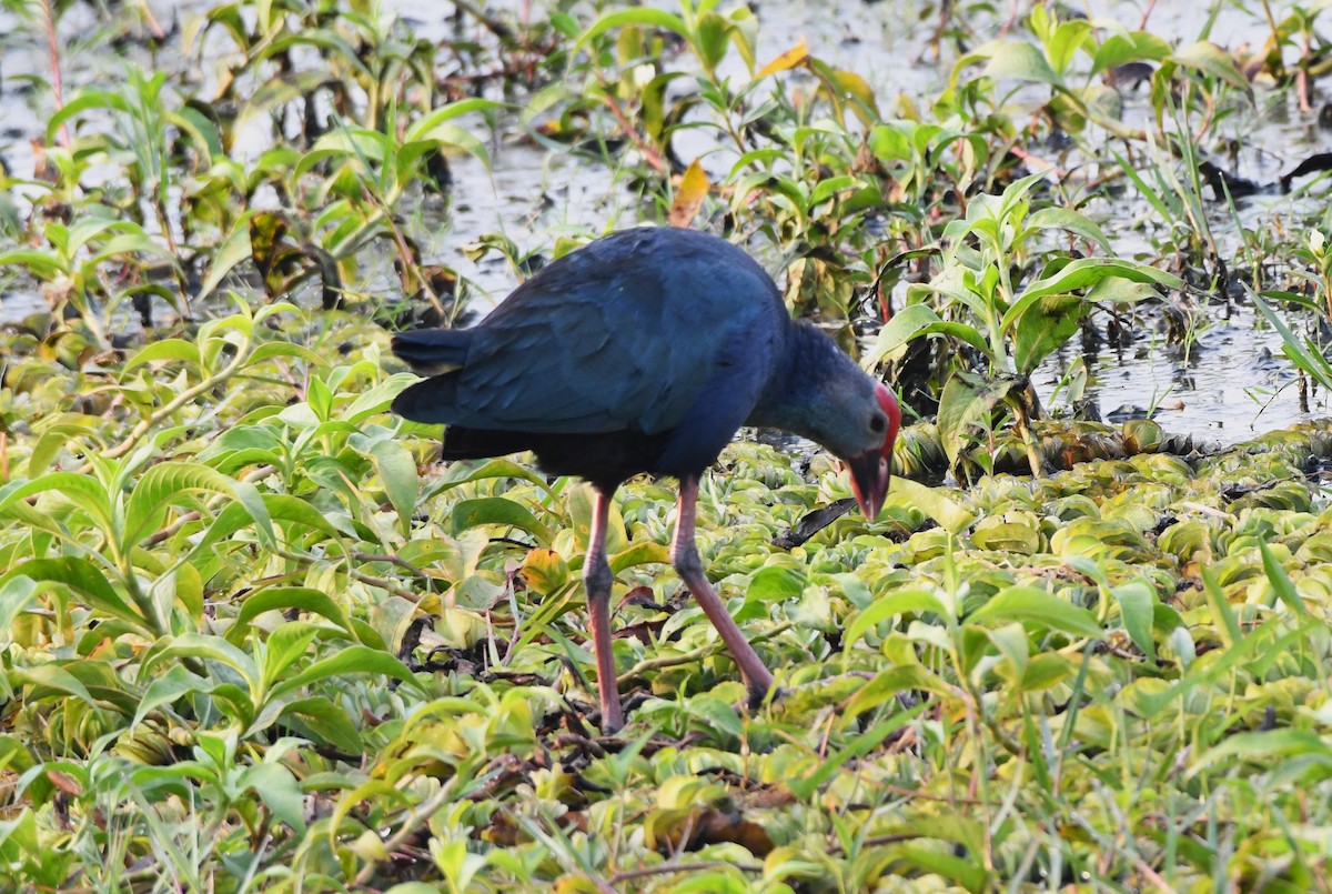 Gray-headed Swamphen - ML613971938