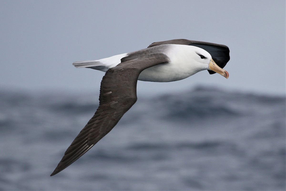 Black-browed Albatross - ML613971948