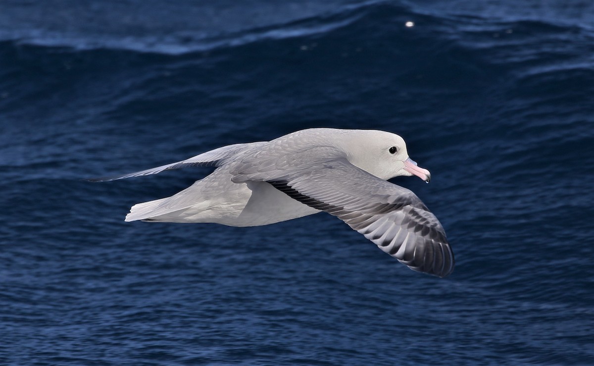 Southern Fulmar - ML613971959