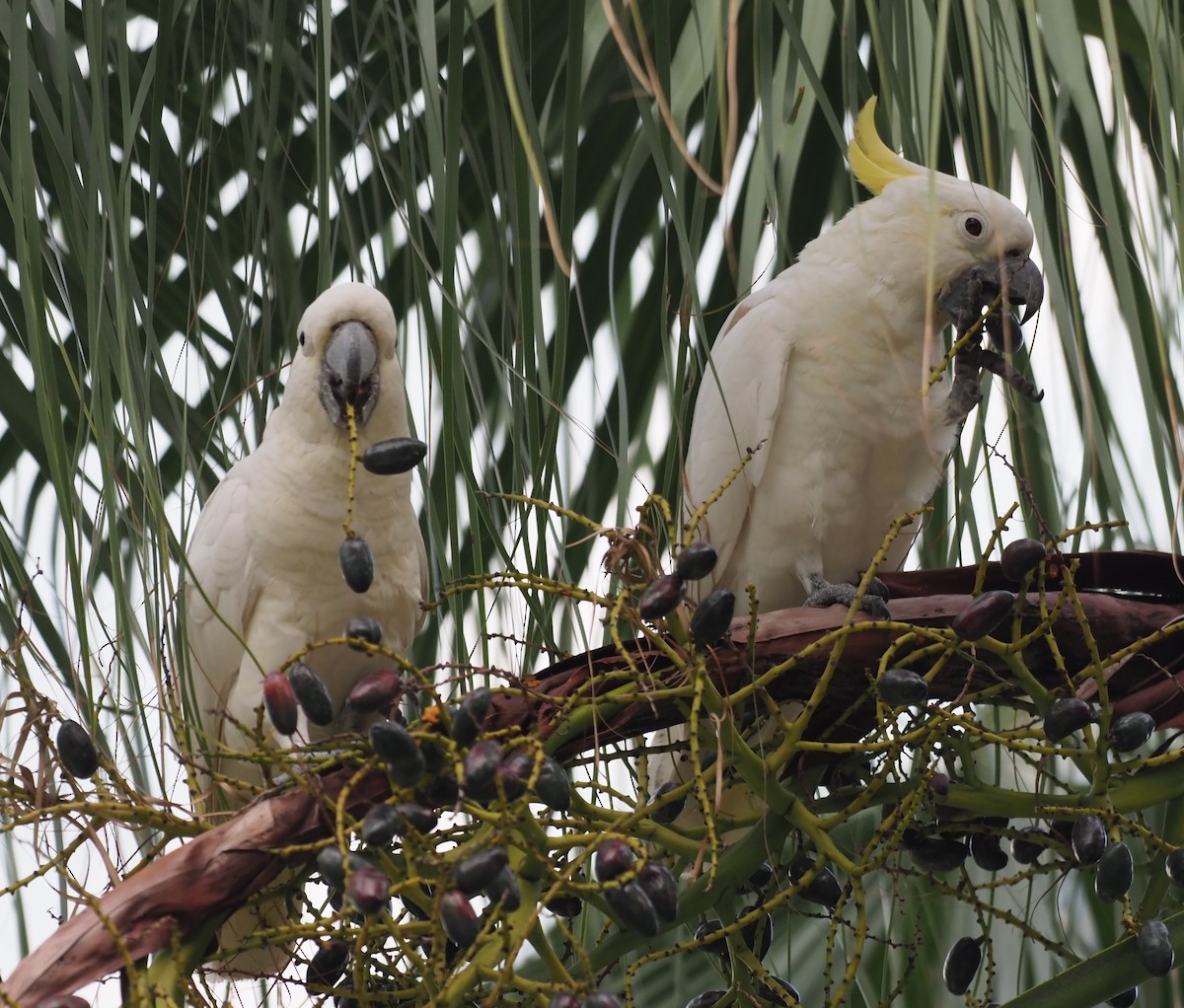 Yellow-crested Cockatoo - Mark Stevenson