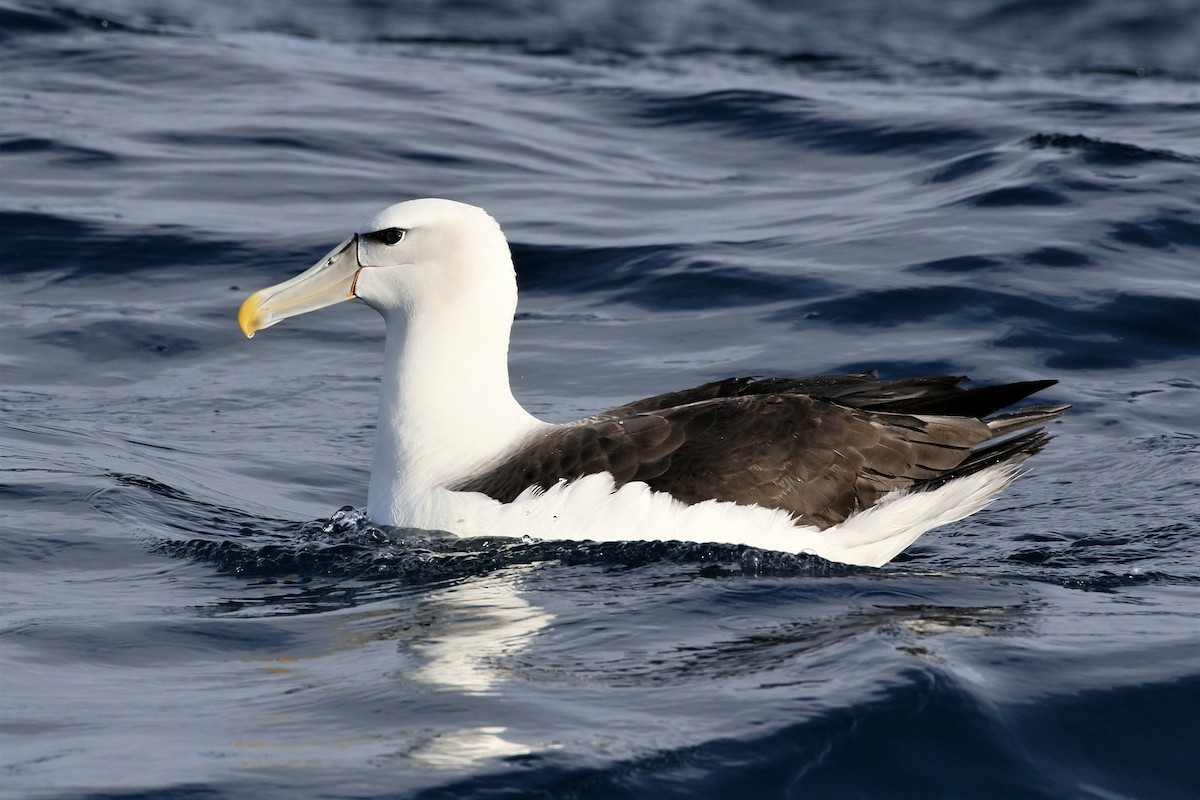 Albatros à cape blanche - ML613971989