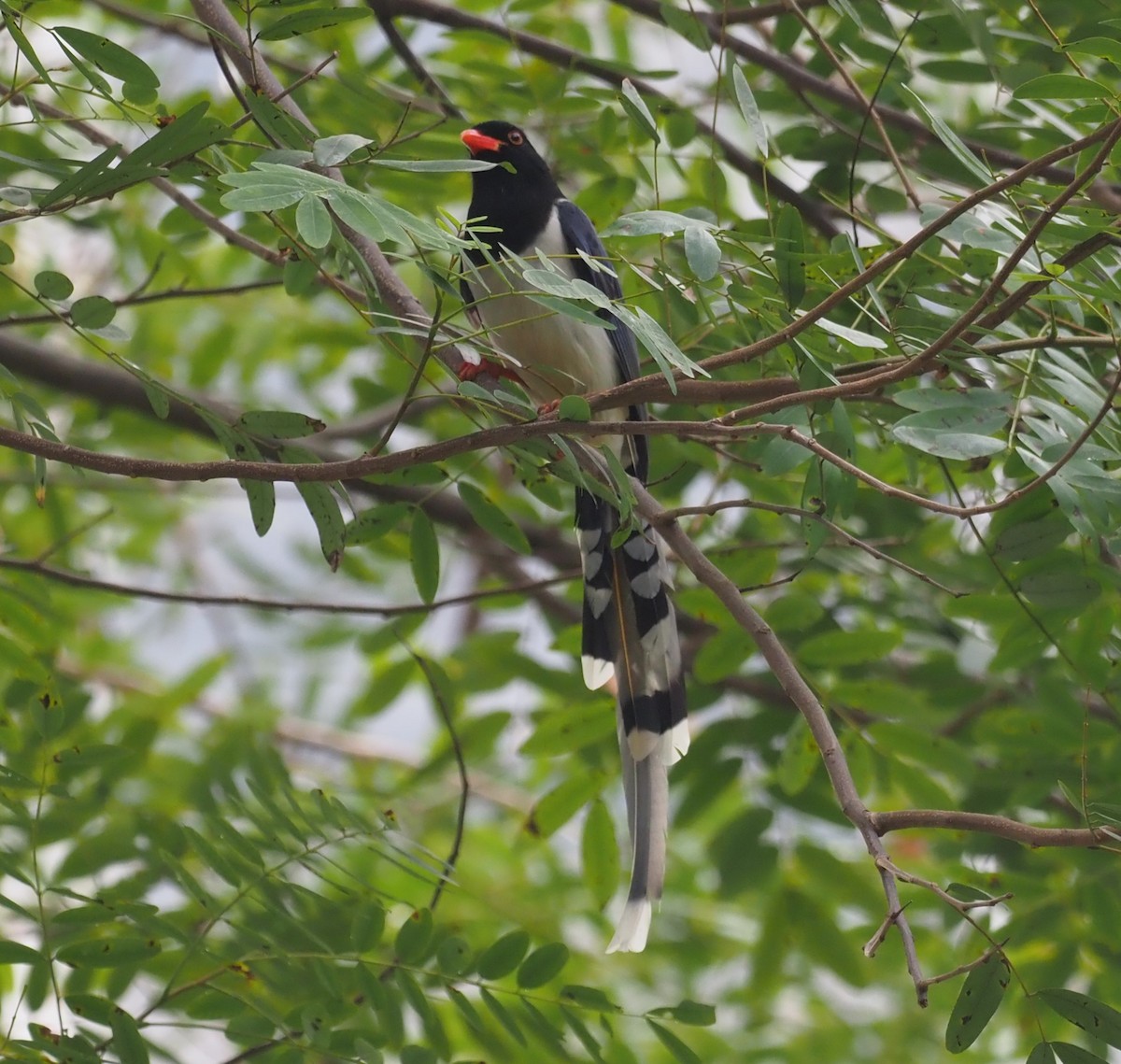 Red-billed Blue-Magpie - ML613972018