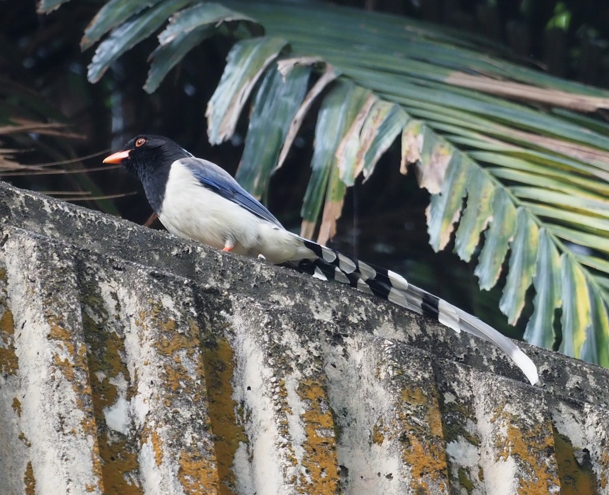 Red-billed Blue-Magpie - ML613972019