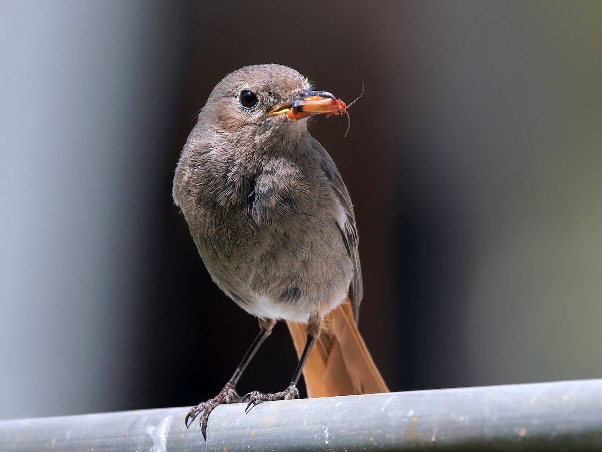 Black Redstart - ML613972035