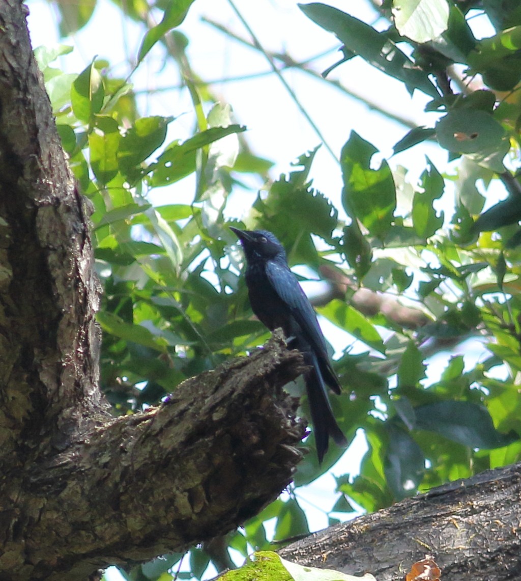 Menevişli Drongo - ML613972043