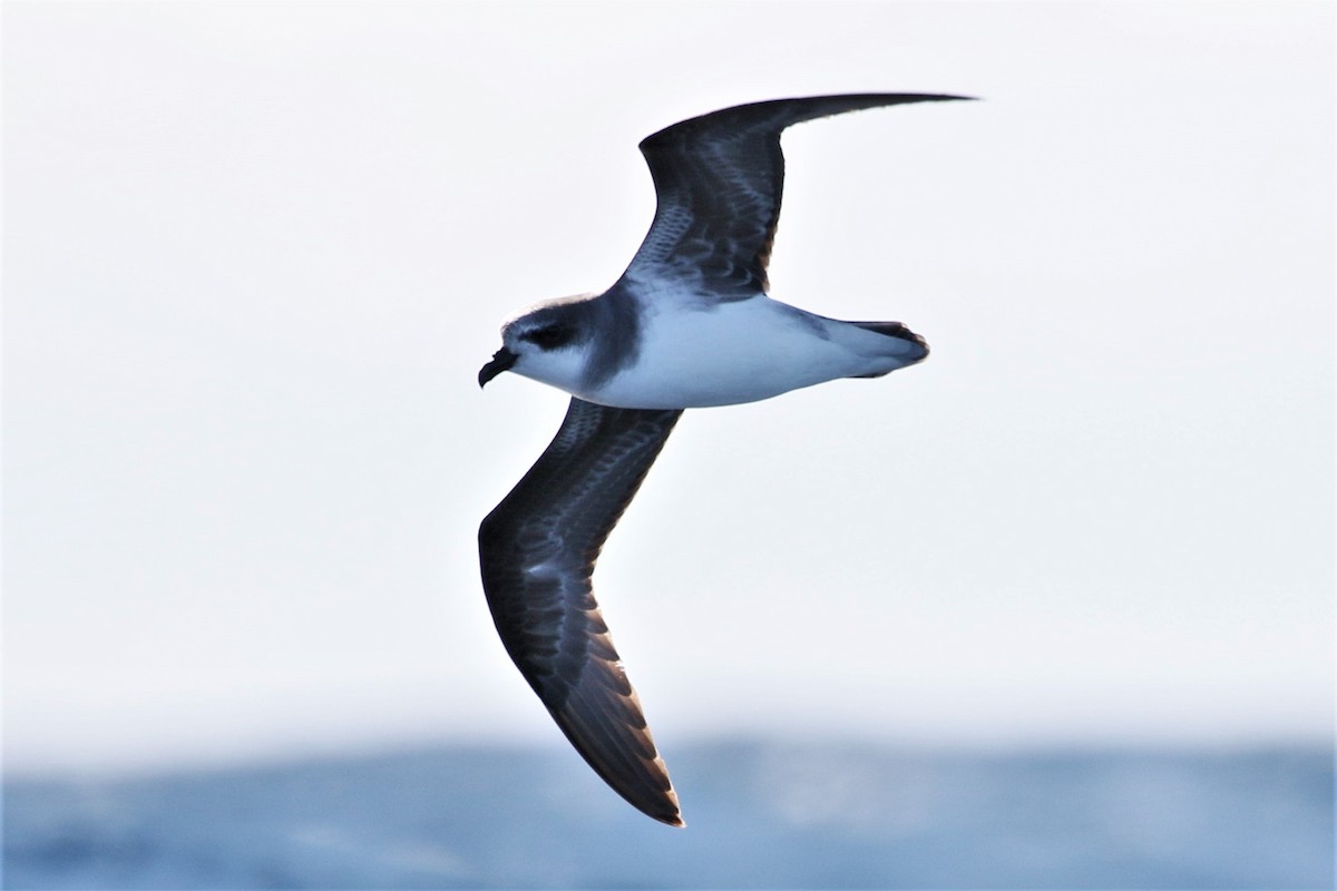 Soft-plumaged Petrel - ML613972055