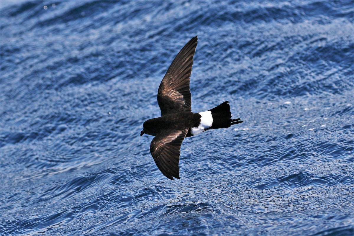 Wilson's Storm-Petrel - ML613972111