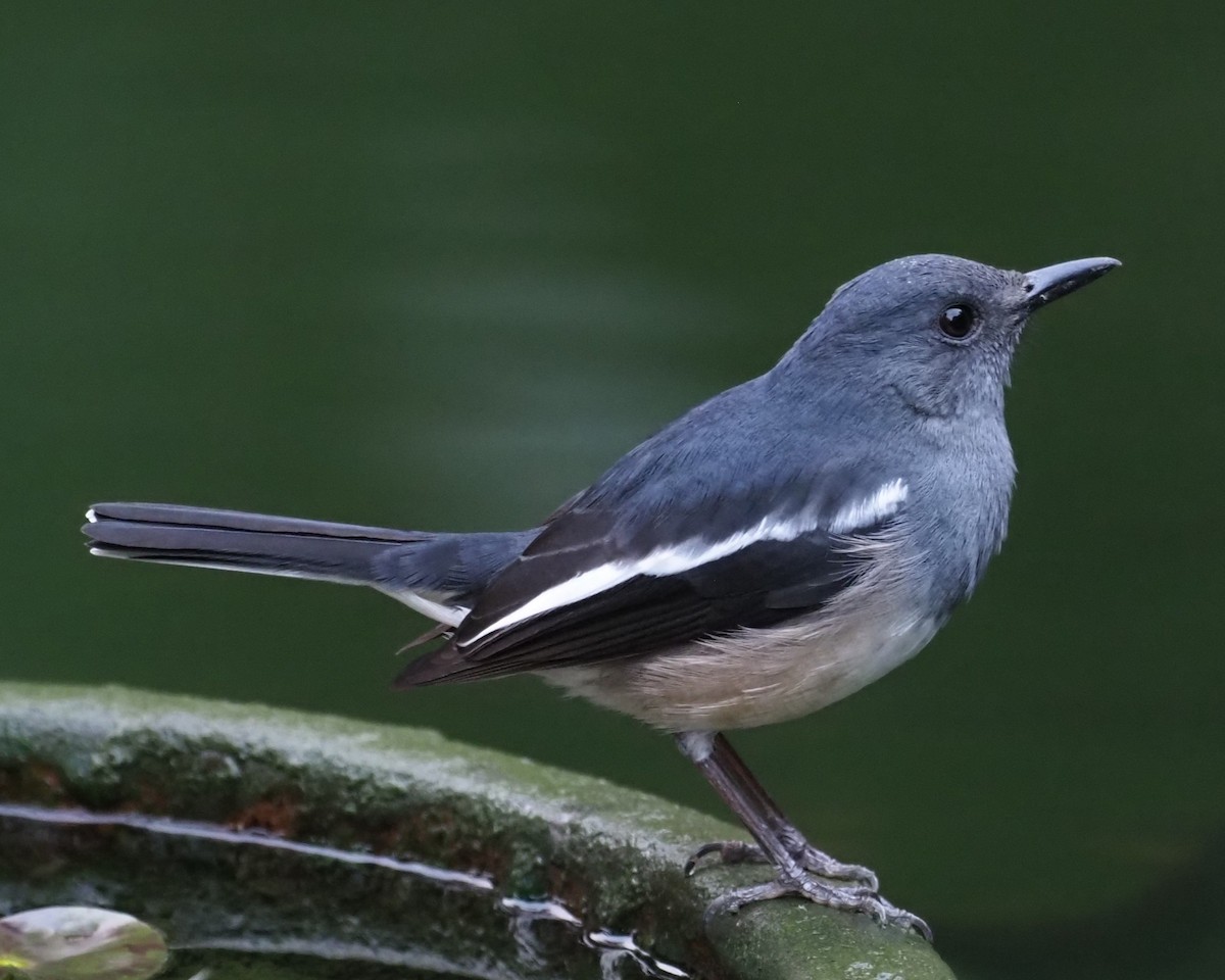 Oriental Magpie-Robin - ML613972132