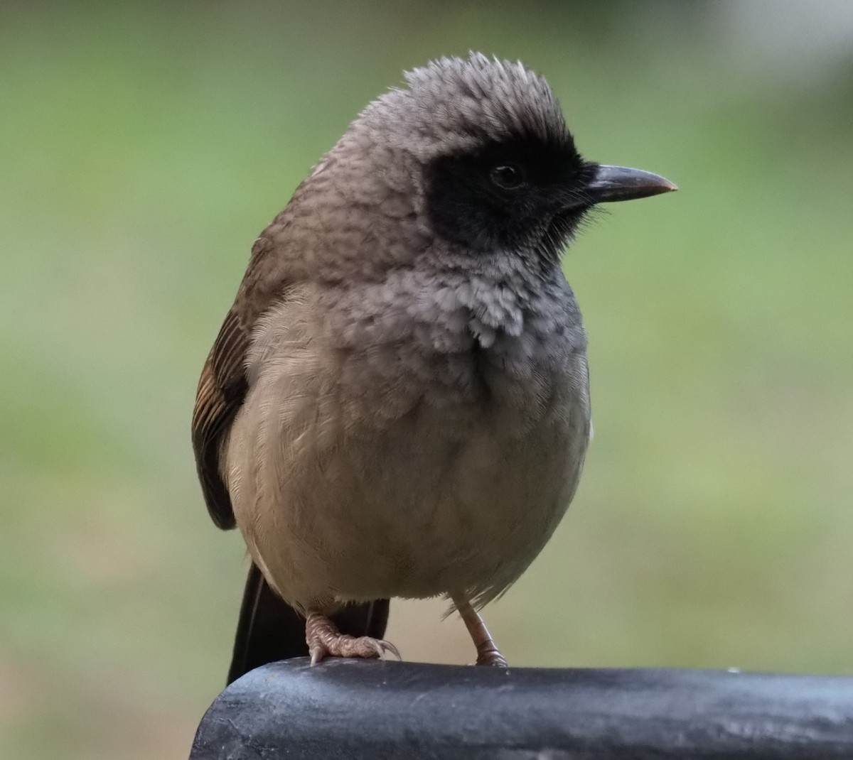 Masked Laughingthrush - ML613972163