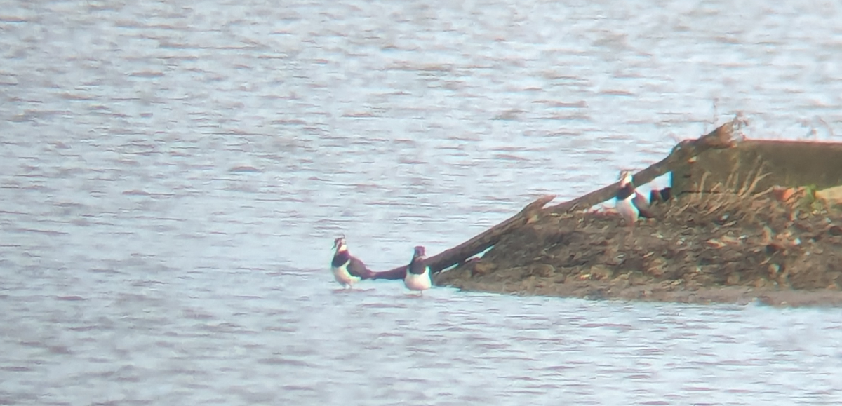 Northern Lapwing - Curtis Thompson