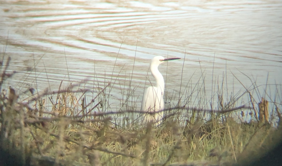 Little Egret - Curtis Thompson