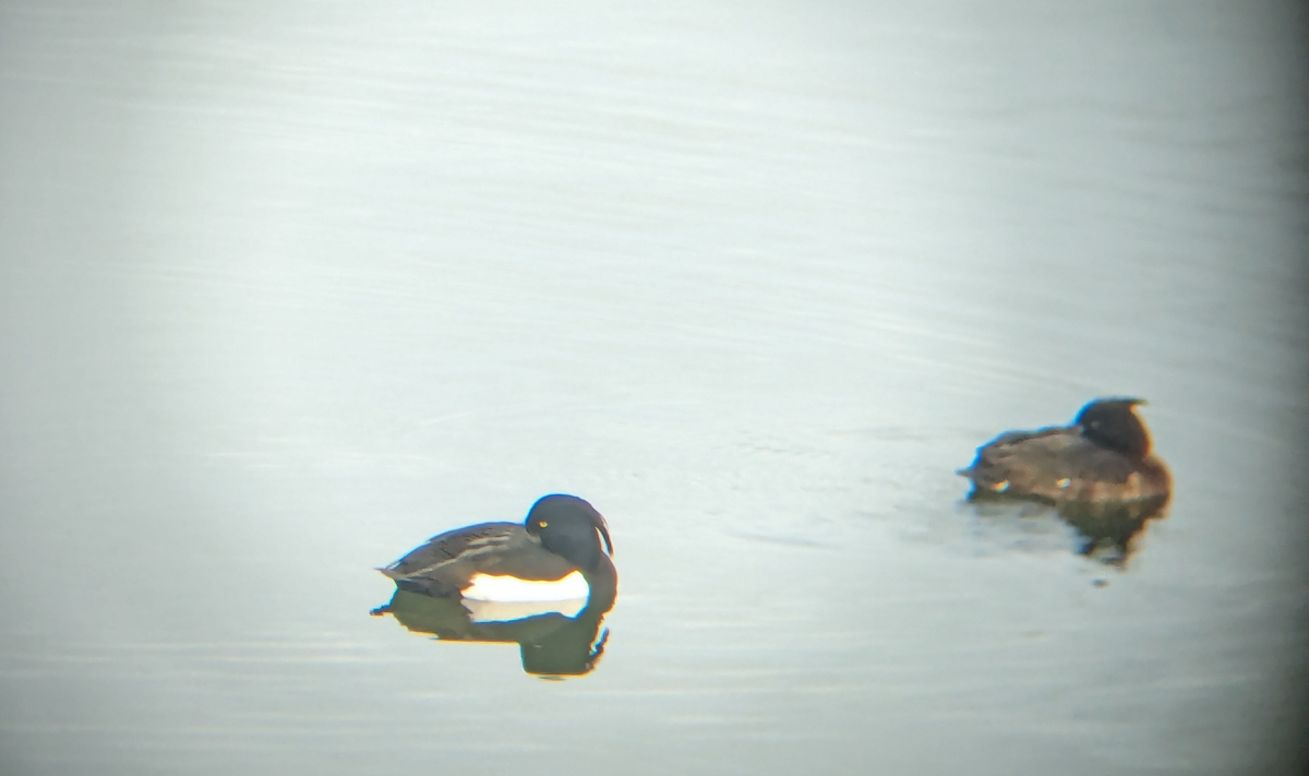 Tufted Duck - Curtis Thompson