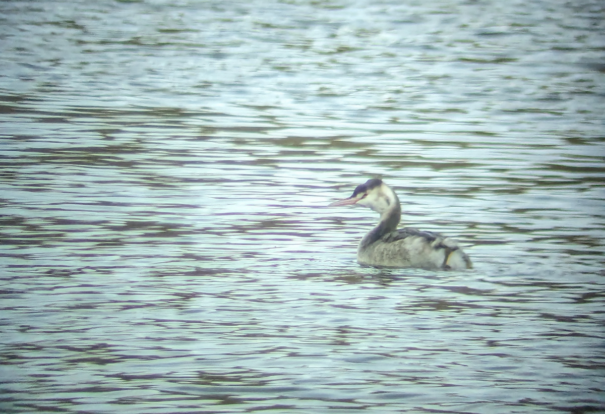 Great Crested Grebe - Curtis Thompson