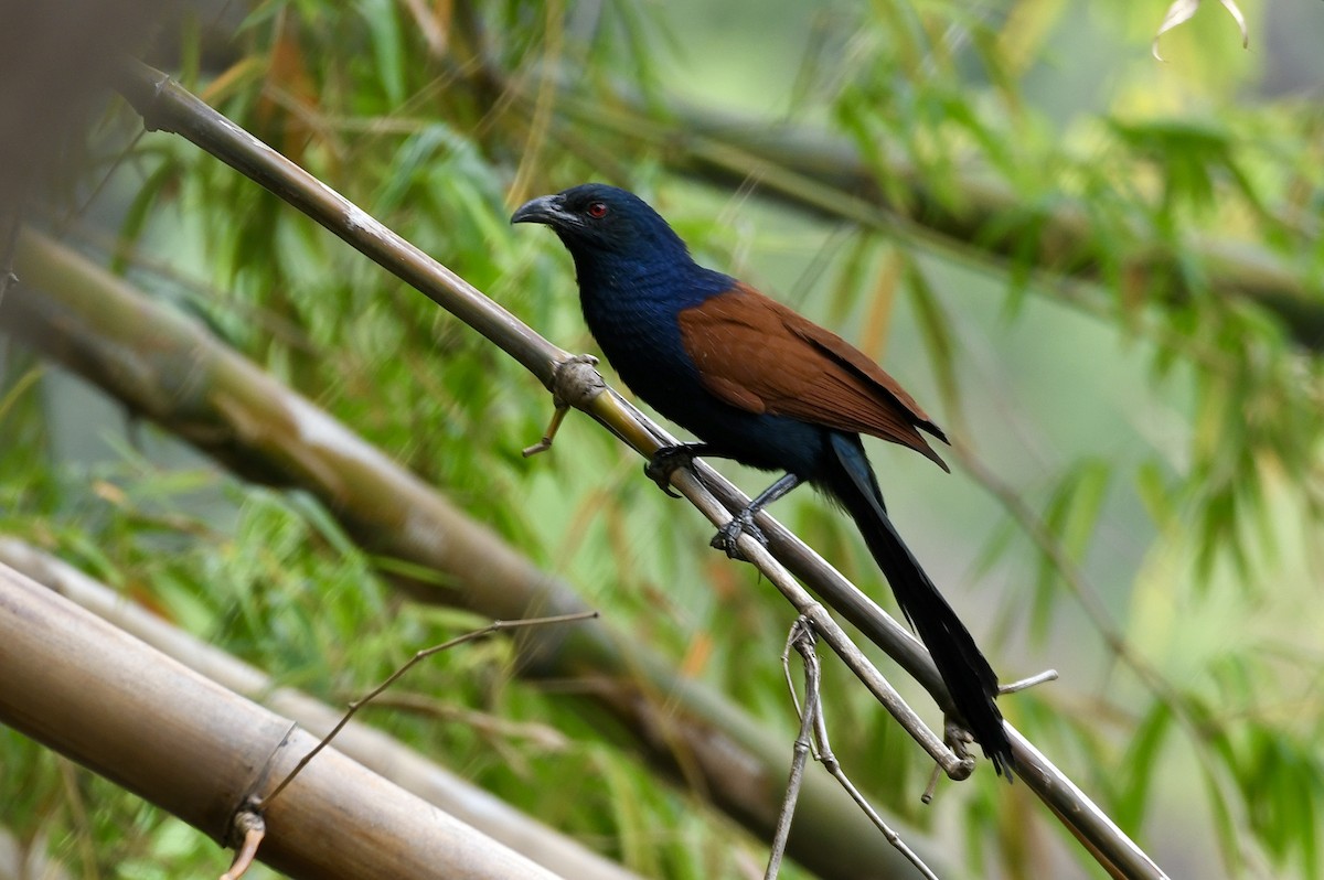 Greater Coucal - ML613972256