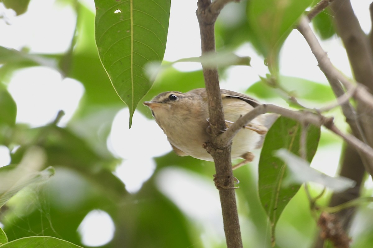 Mosquitero Sombrío - ML613972272