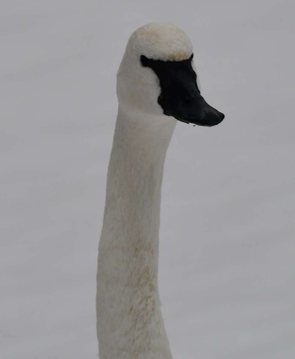 Trumpeter Swan - ML613972314