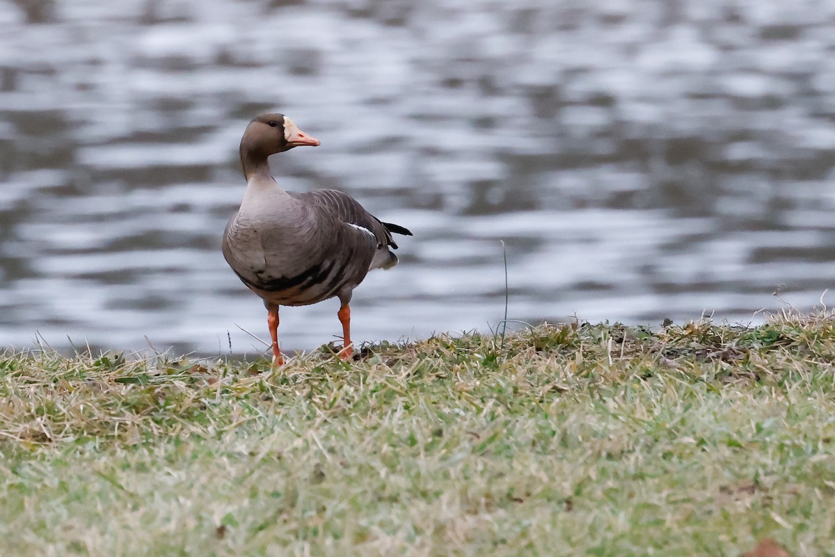Greater White-fronted Goose - ML613972448