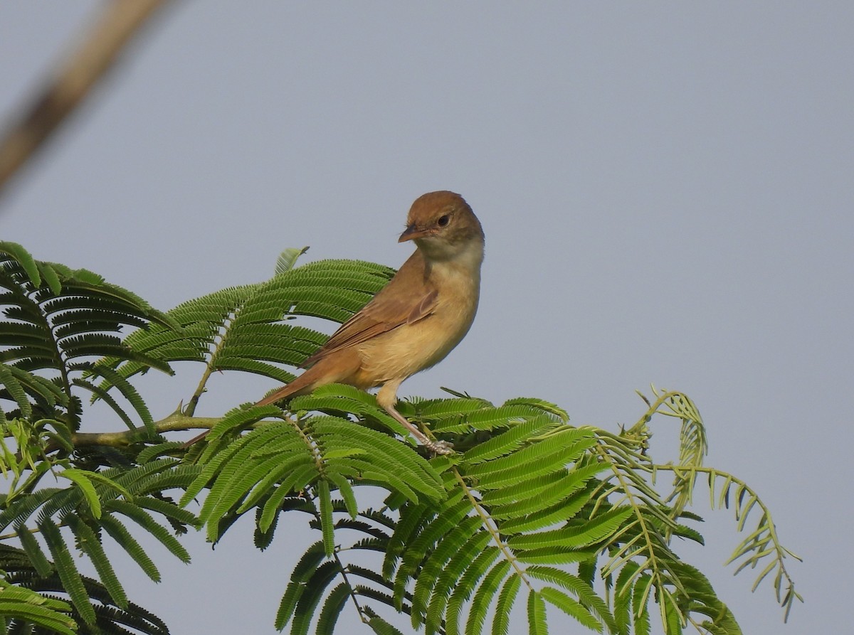 Thick-billed Warbler - ML613972512