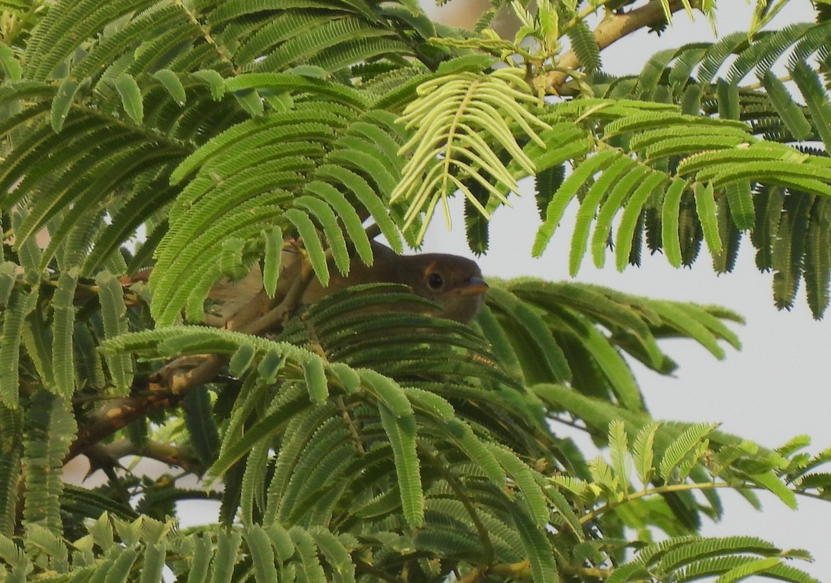 Thick-billed Warbler - ML613972522