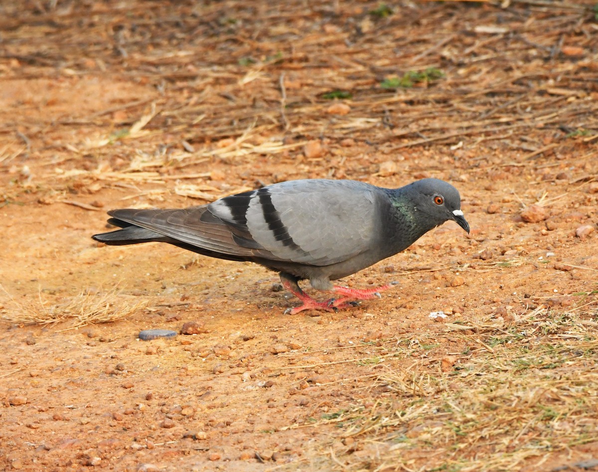 יונת בית - ML613972640