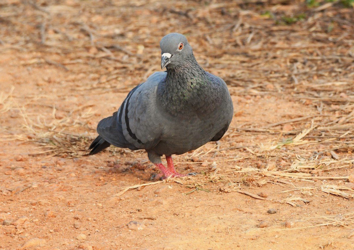 יונת בית - ML613972667