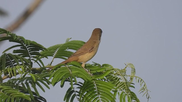 Thick-billed Warbler - ML613972670