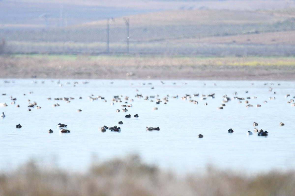 Northern Shoveler - ML613972671