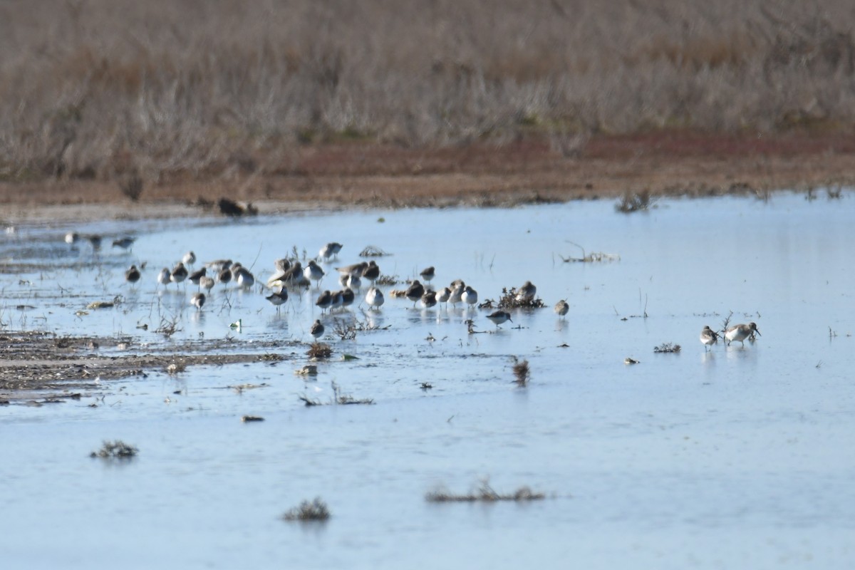 Dunlin - Diego García Díaz