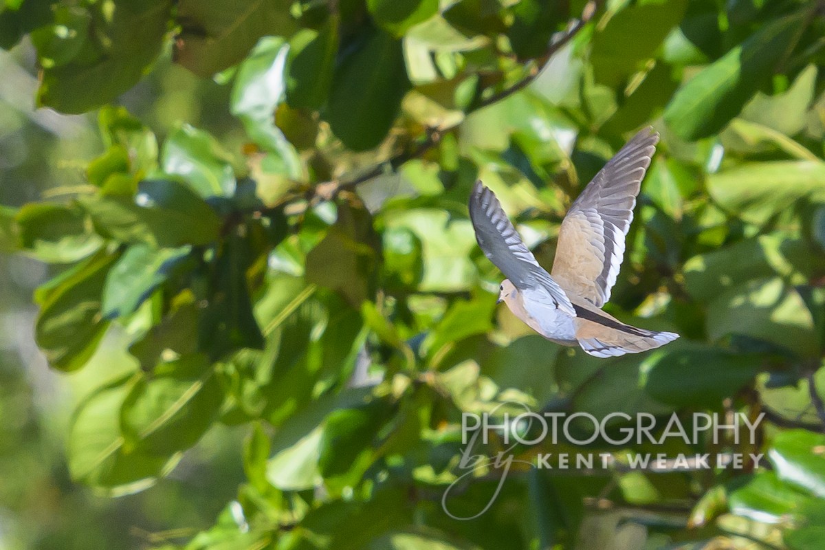 Zenaida Dove - Kent Weakley