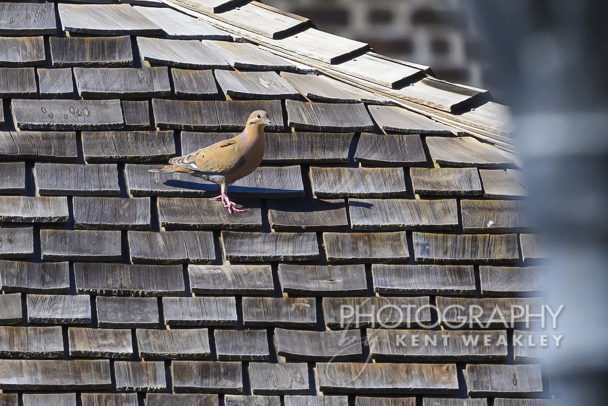 Zenaida Dove - Kent Weakley