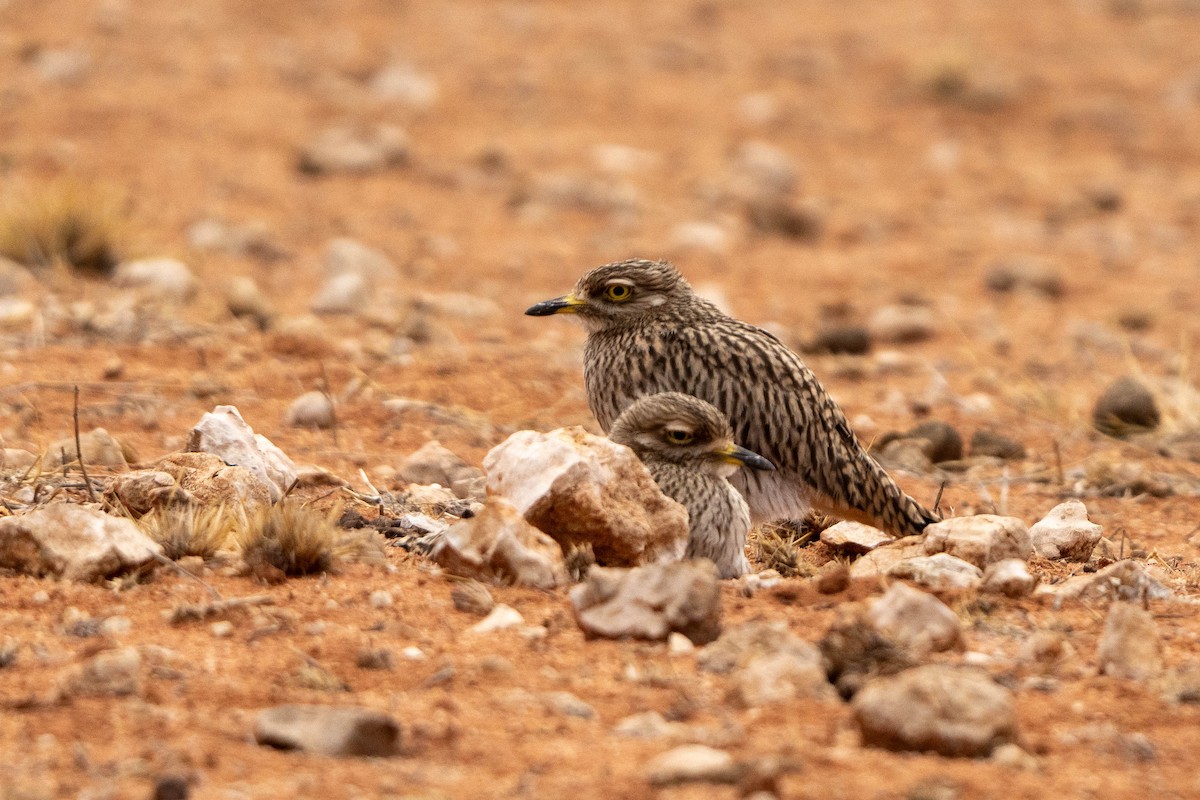 Spotted Thick-knee - ML613972783