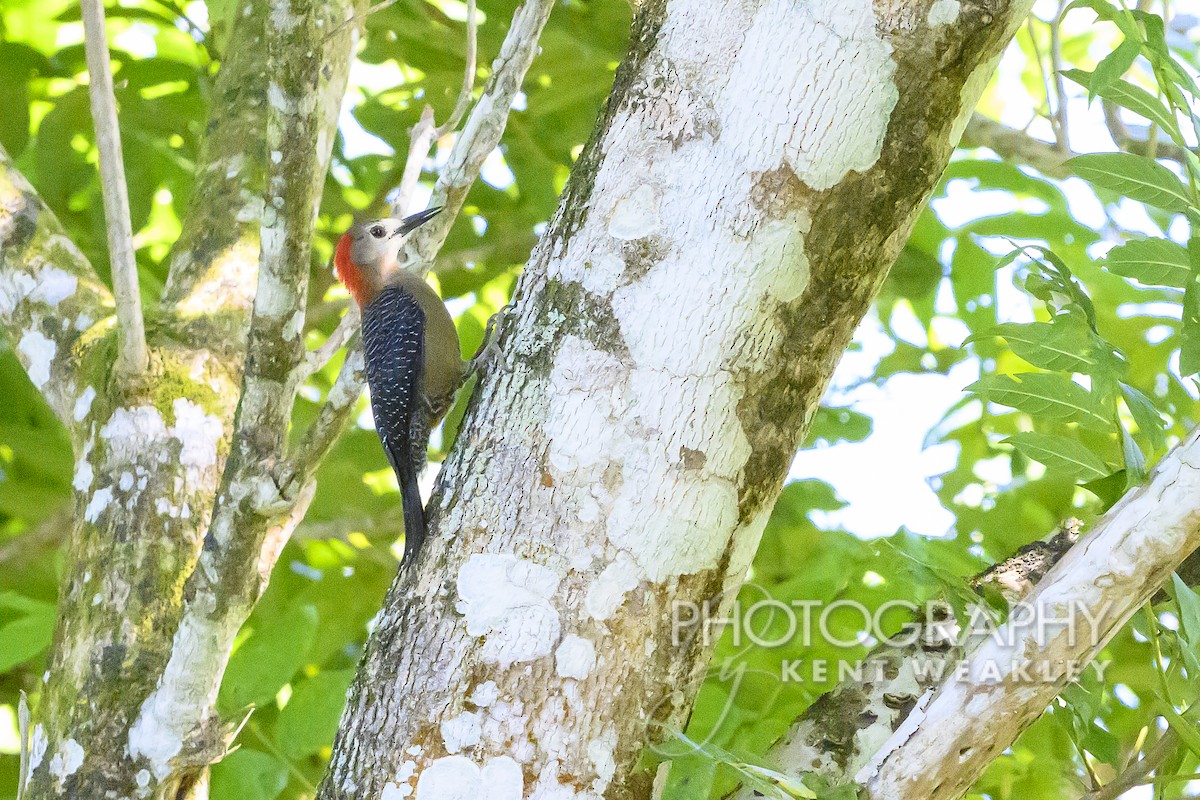 Jamaican Woodpecker - ML613972847