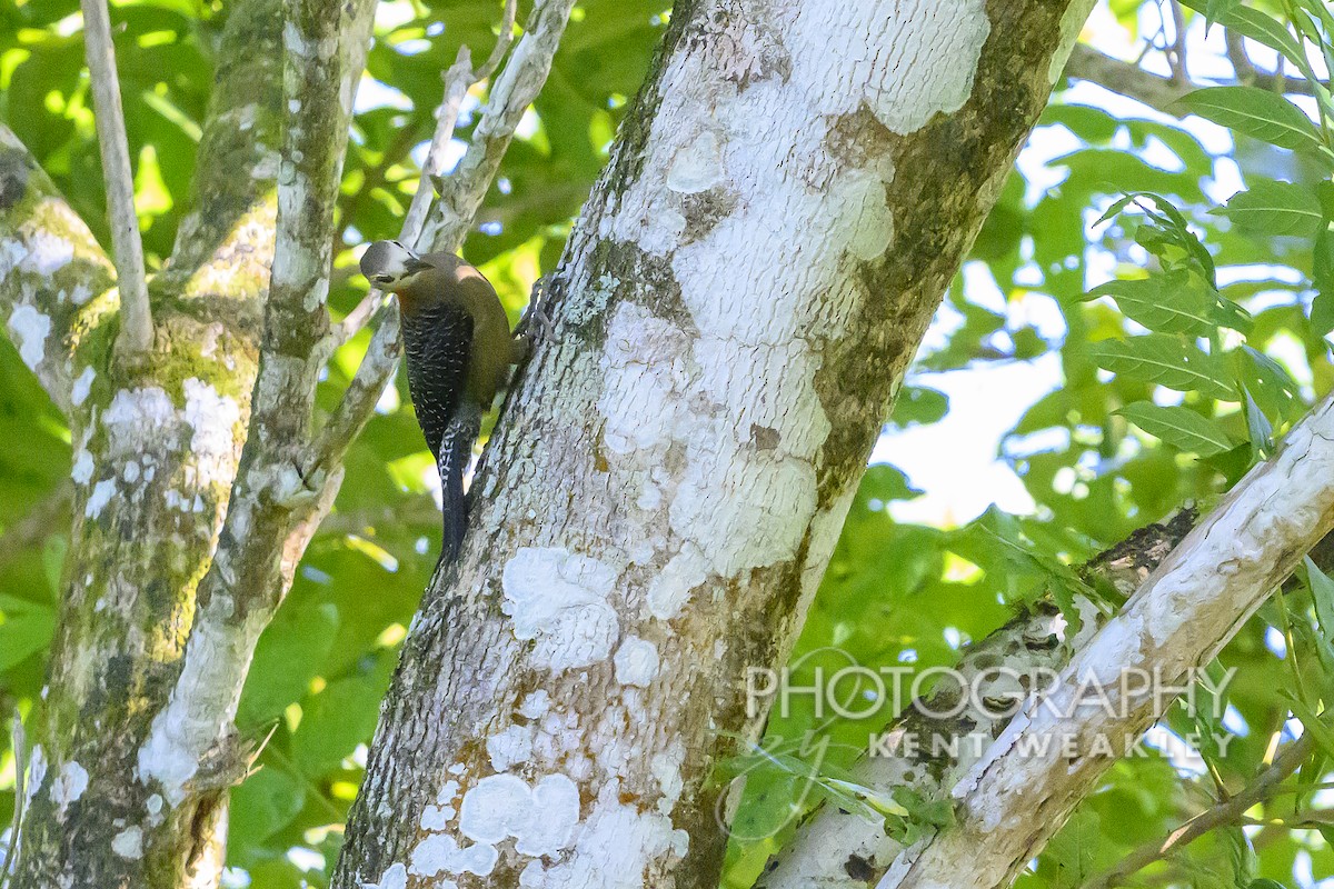 Jamaican Woodpecker - ML613972850