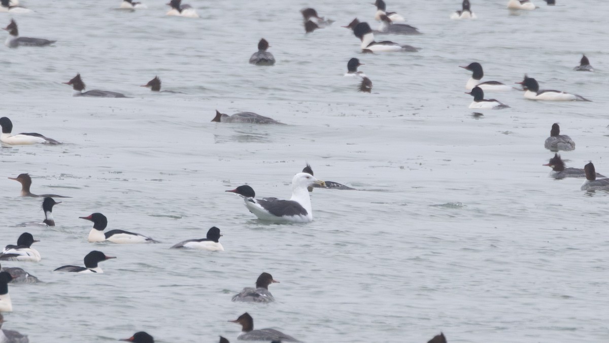 Great Black-backed Gull - ML613972868