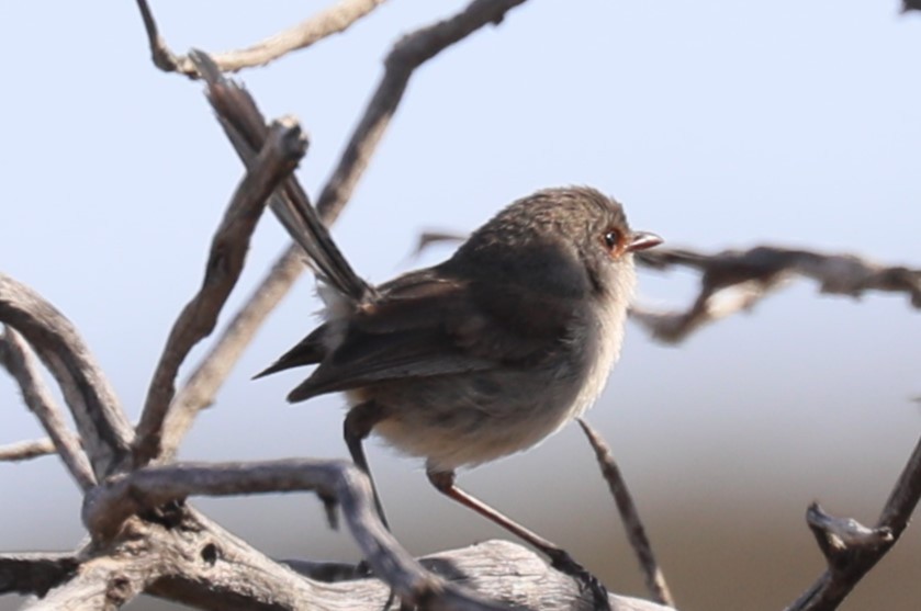 Blue-breasted Fairywren - ML613972901