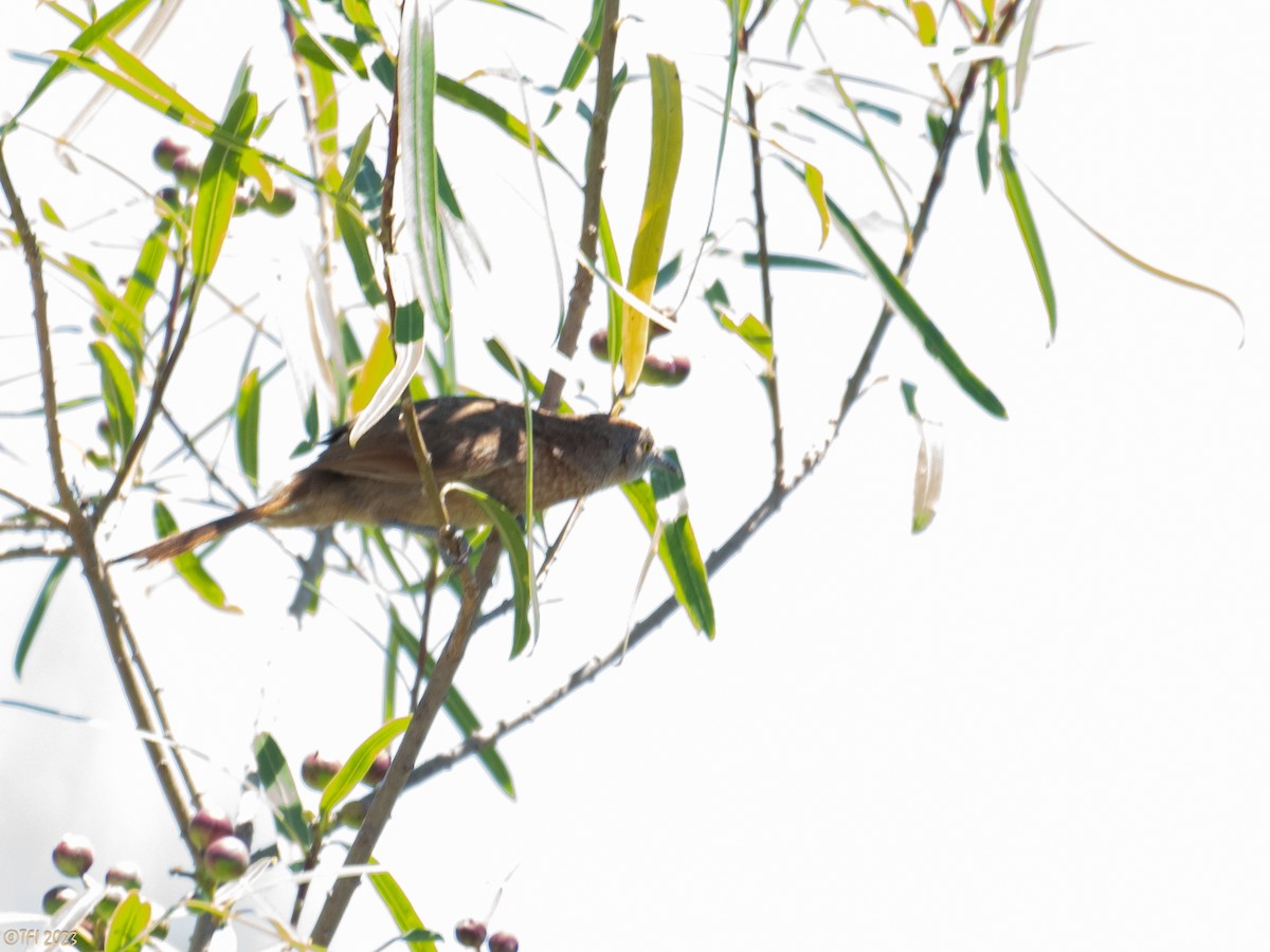 Freckle-breasted Thornbird - ML613972917