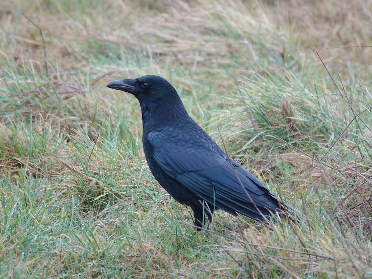 Carrion Crow - ML613972927