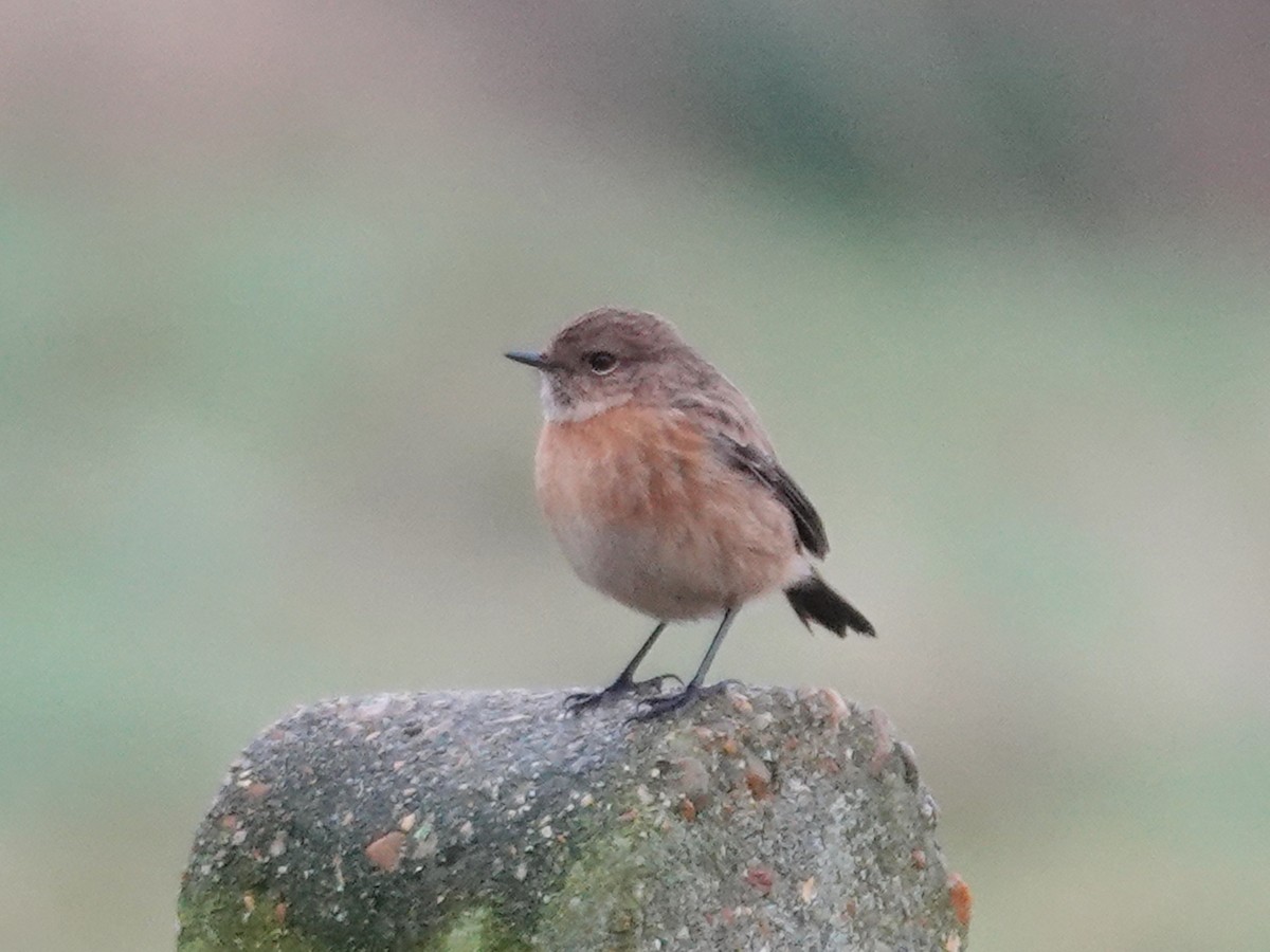 European Stonechat - ML613972932